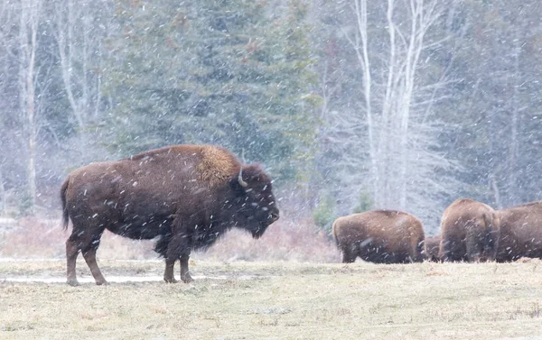 Buffalo Standing Snow Covered Meadow Snows Canada — Stock Photo, Image