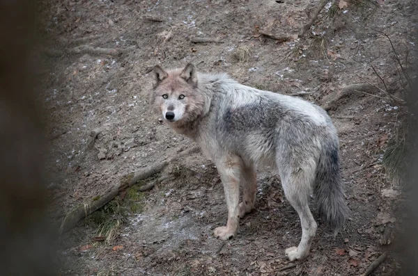 Solitario Lobo Negro Caminando Invierno Canadá — Foto de Stock