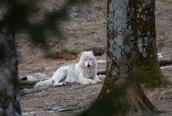 Lobo Negro Solitário Descansando Após Uma Morte Inverno Canadá — Fotografia de Stock