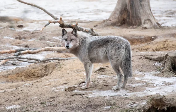 Osamělý Černý Vlk Procházející Zimě Kanadě — Stock fotografie