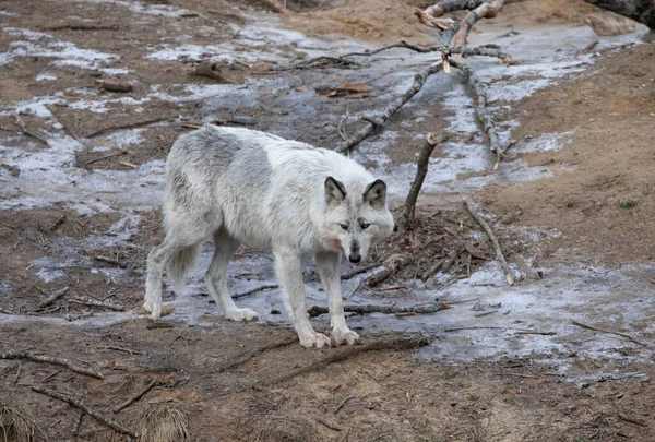 Solitario Lobo Negro Caminando Invierno Canadá — Foto de Stock