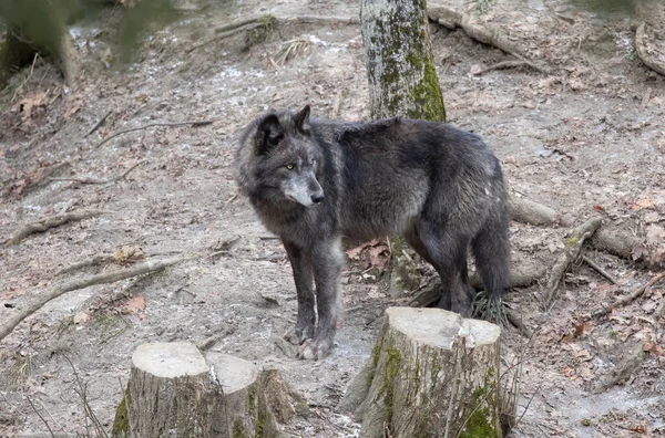 Одинокий Черный Волк Идущий Зимой Канаде — стоковое фото