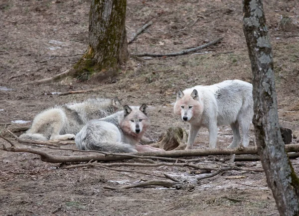 Three Black wolves isolated eating in winter in Canada