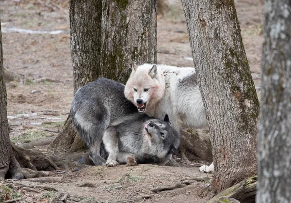 Dos Lobos Negros Jugando Bosque Canadá —  Fotos de Stock