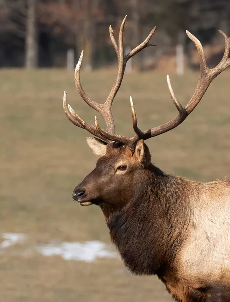 Bull Elk Large Antlers Standing Forest Cold Autumn Day Canada — Stockfoto