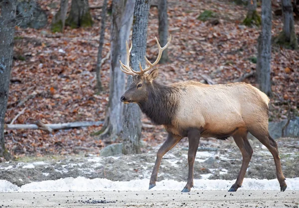 Bull Elk Large Antlers Standing Forest Cold Autumn Day Canada — 스톡 사진