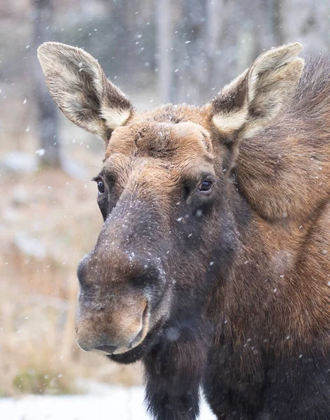 Oie Des Taureaux Avec Des Bois Tombés Gros Plan Debout — Photo