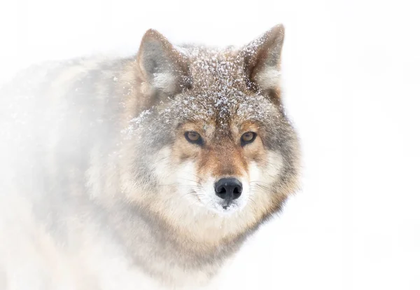 Ein Einsamer Kojote Canis Latrans Läuft Und Jagt Winterschnee Kanada — Stockfoto