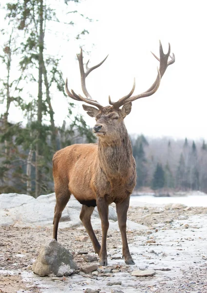 Red Deer Stag Large Antlers Standing Winter Snow Canada — Photo
