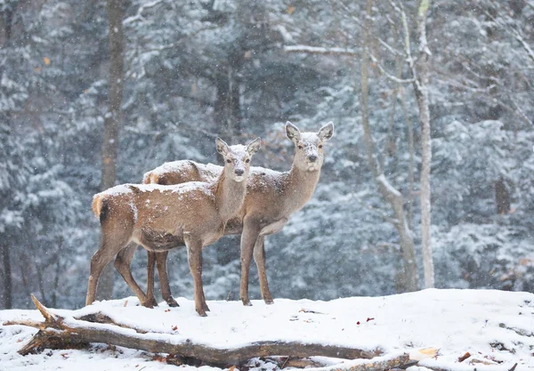Red Deer Standing Falling Snow Canada — Stock Photo, Image