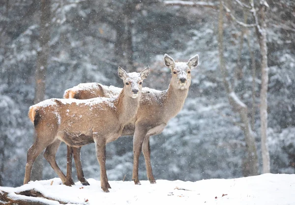 Ciervo Rojo Parado Nieve Que Cae Canadá —  Fotos de Stock