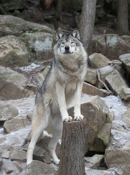 Lupo Legno Solitario Ritratto Lupo Grigio Canis Lupus Piedi Tronco — Foto Stock