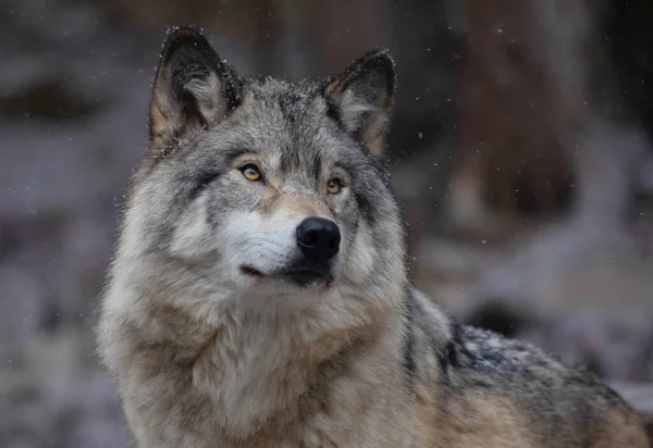 Lupo Legno Solitario Ritratto Lupo Grigio Canis Lupus Inverno Canada — Foto Stock