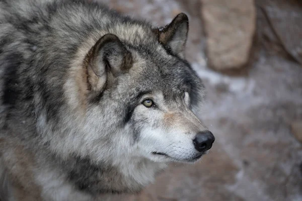 在加拿大的冬天 一只孤独的木材狼或灰狼卡尼斯狼獾的肖像 — 图库照片