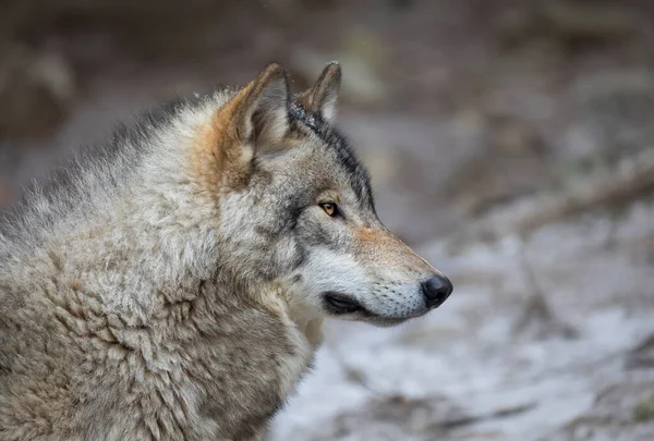 カナダの冬に一羽のオオカミまたは灰色のオオカミの肖像画 — ストック写真