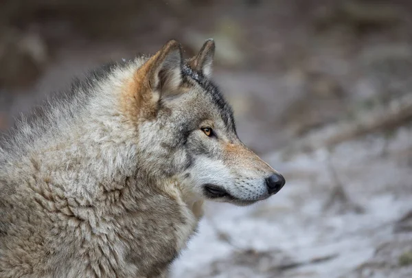 Samotny Wilk Lub Portret Tocznia Grey Wolf Canis Zimą Kanadzie — Zdjęcie stockowe