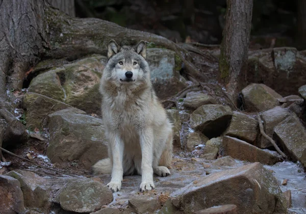 Osamělý Dřevěný Vlk Nebo Šedý Vlk Canis Lupus Portrét Zimním — Stock fotografie