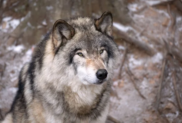 Ett Ensamt Timmervarg Eller Grey Wolf Canis Lupus Porträtt Vintern — Stockfoto