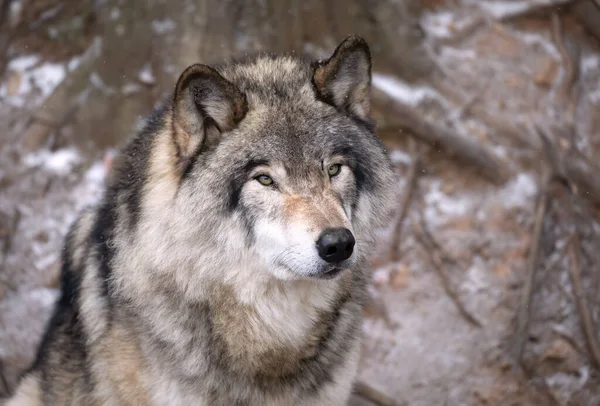 Osamělý Dřevěný Vlk Nebo Šedý Vlk Canis Lupus Portrét Zimě — Stock fotografie