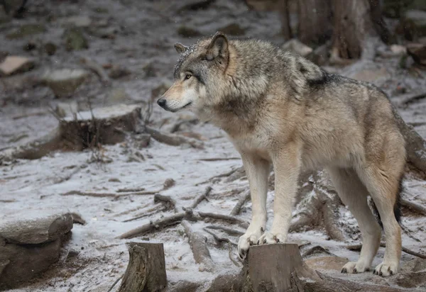 A lone Timber wolf or Grey Wolf Canis lupus portrait standing on a tree stump in the winter snow in Canada