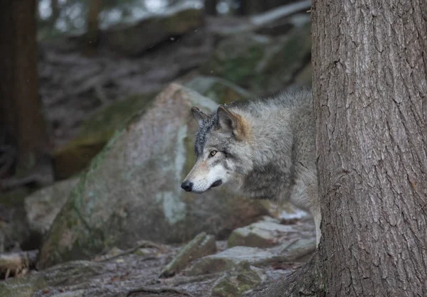 Osamělý Dřevěný Vlk Nebo Šedý Vlk Canis Lupus Procházející Lesem — Stock fotografie