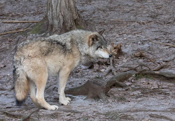 캐나다에서는 가을에 늑대나 — 스톡 사진