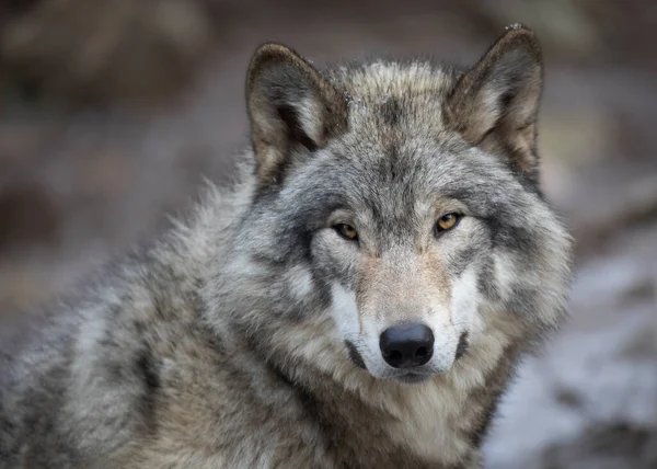 Lobo Solitário Madeira Retrato Lupus Grey Wolf Canis Inverno Canadá — Fotografia de Stock