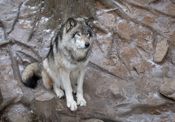 Osamělý Dřevěný Vlk Nebo Šedý Vlk Canis Lupus Portrét Zimě — Stock fotografie