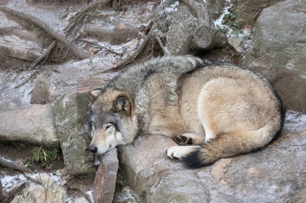 Osamělý Vlk Lesní Nebo Vlk Šedý Canis Lupus Odpočívající Skalnatém — Stock fotografie
