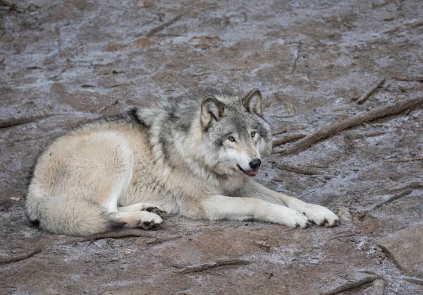 A lone Timber wolf or Grey Wolf Canis lupus resting on a rocky cliff in winter in Canada