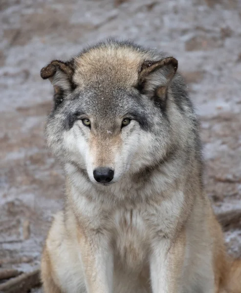 Ένας Μοναχικός Λύκος Γκρίζος Λύκος Canis Λύκος Πορτρέτο Χειμώνα Στον — Φωτογραφία Αρχείου