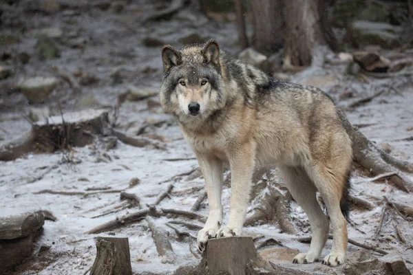 Een Eenzame Houten Wolf Grijze Wolf Canis Lupus Portret Staand — Stockfoto
