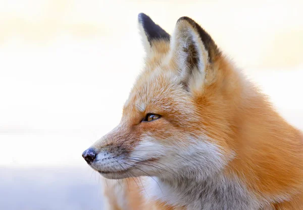 Red Fox Vulpes Vulpes Bushy Tail Isolated White Background Hunting Stock Photo