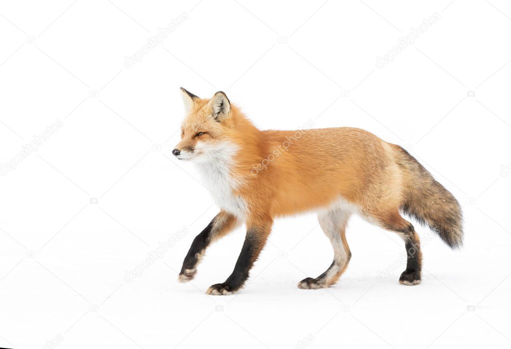 Red fox (Vulpes vulpes) with a bushy tail  isolated on white background hunting through the freshly fallen snow in winter in Algonquin Park, Canada