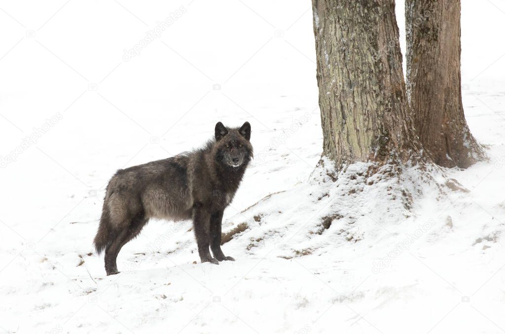 A lone Black wolf walking in winter in Canada
