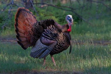 Doğu Yaban Hindi erkeği (Meleagris dörtnala) Kanada 'da çimenli bir çayırda yürürken gösteriş yapıyor.