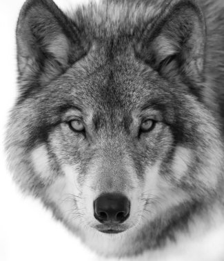 Timber Wolf ya da Grey Wolf Canis lupus portresi Kanada 'da kış karında yakın plan çekilir.