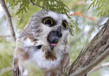Saw-whet baykuşu (Aegolius acadicus) Kanada 'da kış boyunca sedir ağacının dalına tünemiş bir topağı kovuyor.