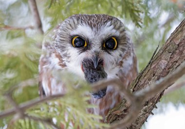 Saw-whet baykuşu (Aegolius acadicus) Kanada 'da kış boyunca sedir ağacının dalına tünemiş bir topağı kovuyor.