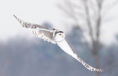 Karlı baykuş (Bubo scandiacus) kışın Ottawa, Kanada 'da açık bir kar tarlası üzerinde alçaktan uçar.