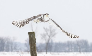 Karlı baykuş (Bubo scandiacus) kışın Ottawa, Kanada 'da açık bir kar tarlası üzerinde alçaktan uçar.