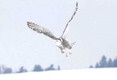 Karlı baykuş (Bubo scandiacus) kışın Ottawa, Kanada 'da açık bir kar tarlası üzerinde alçaktan uçar.