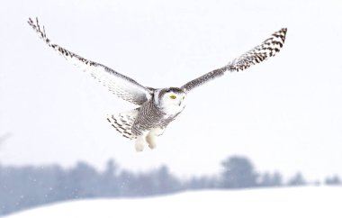 Karlı baykuş (Bubo scandiacus) kışın Ottawa, Kanada 'da açık bir kar tarlası üzerinde alçaktan uçar.