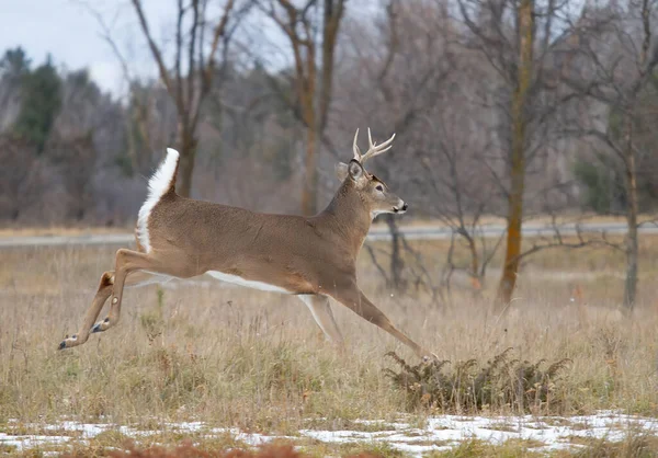 White-tailed deer buck running through the meadow after a doe during the rut in Canada