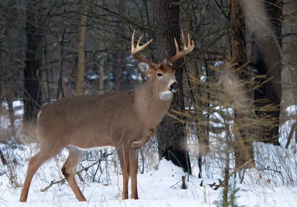 カナダの冬の雪の中に立つ白い尾の鹿の背中 — ストック写真