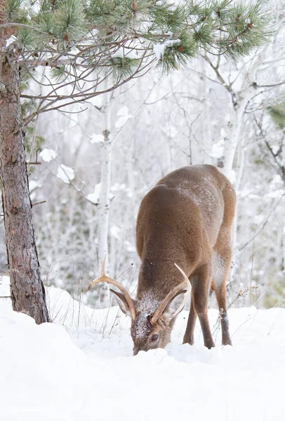 Veado Cauda Branca Alimentando Neve Canadá — Fotografia de Stock