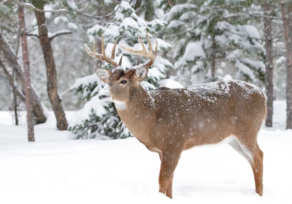 Veado Cauda Branca Buck Andando Neve Inverno Canadá — Fotografia de Stock