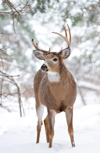 Cervo Dalla Coda Bianca Che Cammina Sulla Neve Invernale Canada — Foto Stock