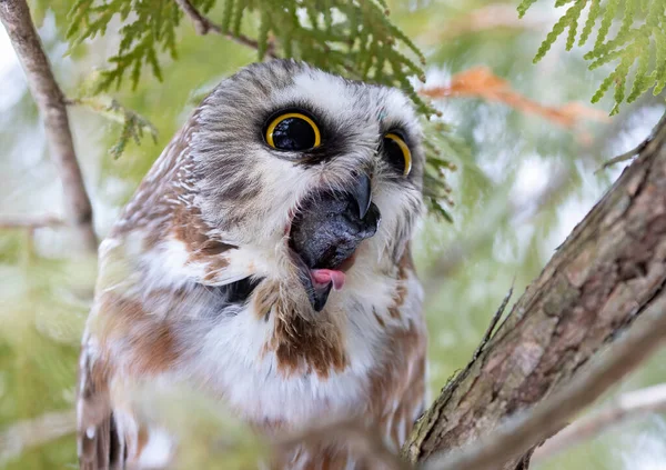 Saw-whet baykuşu (Aegolius acadicus) Kanada 'da kış boyunca sedir ağacının dalına tünemiş bir topağı kovuyor.