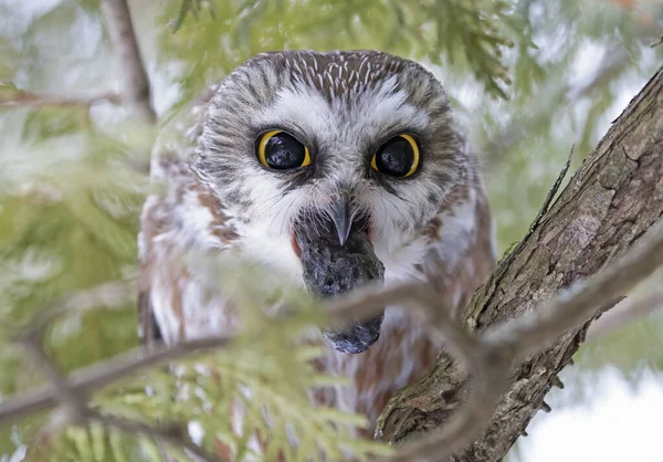 Saw Whet Owl Aegolius Acadicus Expelling Pellet Perched Cedar Tree — Stock Photo, Image